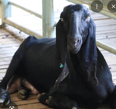 Dodh wali bakri with male bacha