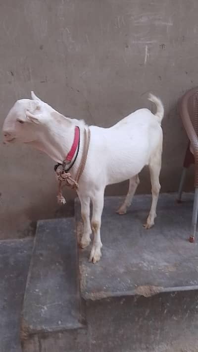 gulabi teddy Bakra makka cheni bakri