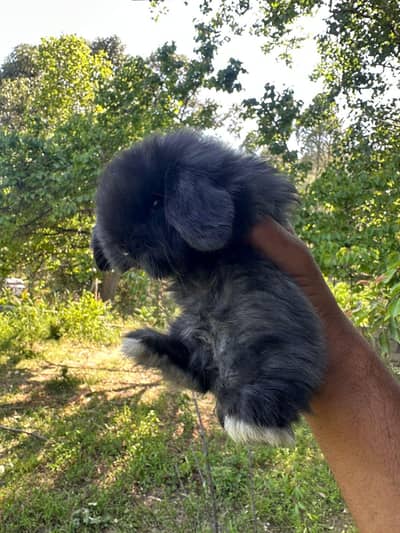 holland lop buny top breed