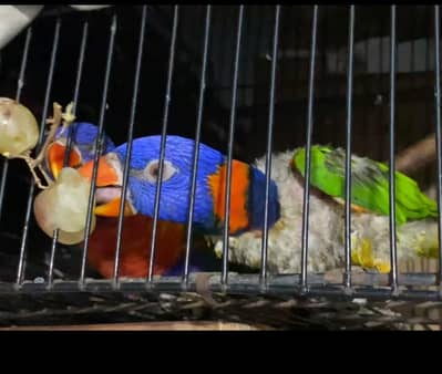 lorikeets