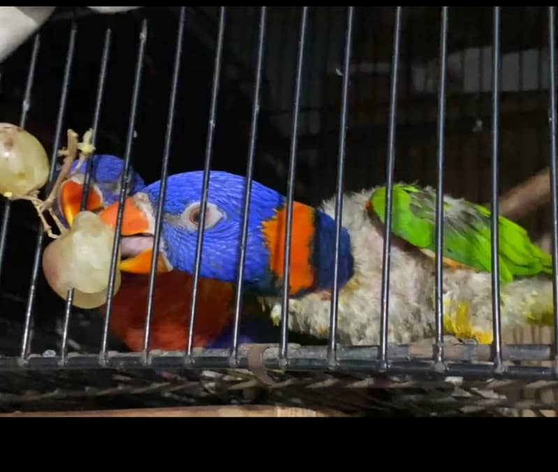 lorikeets 0