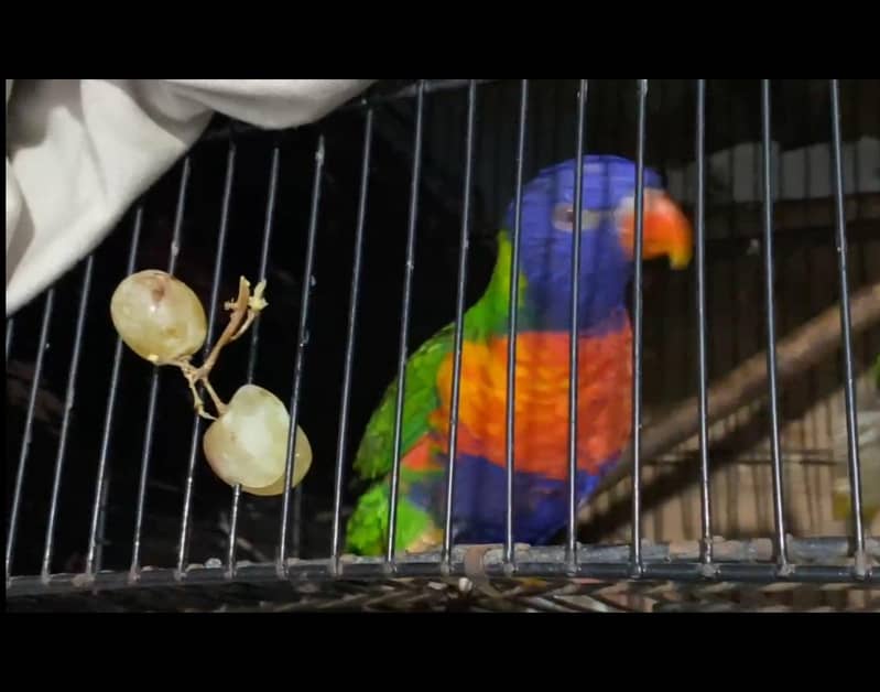 lorikeets 1