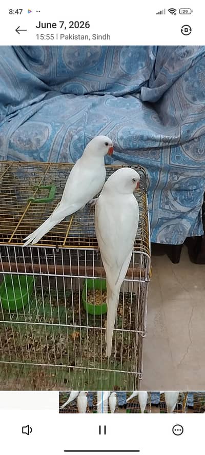 white Ringneck and Swinson lorry