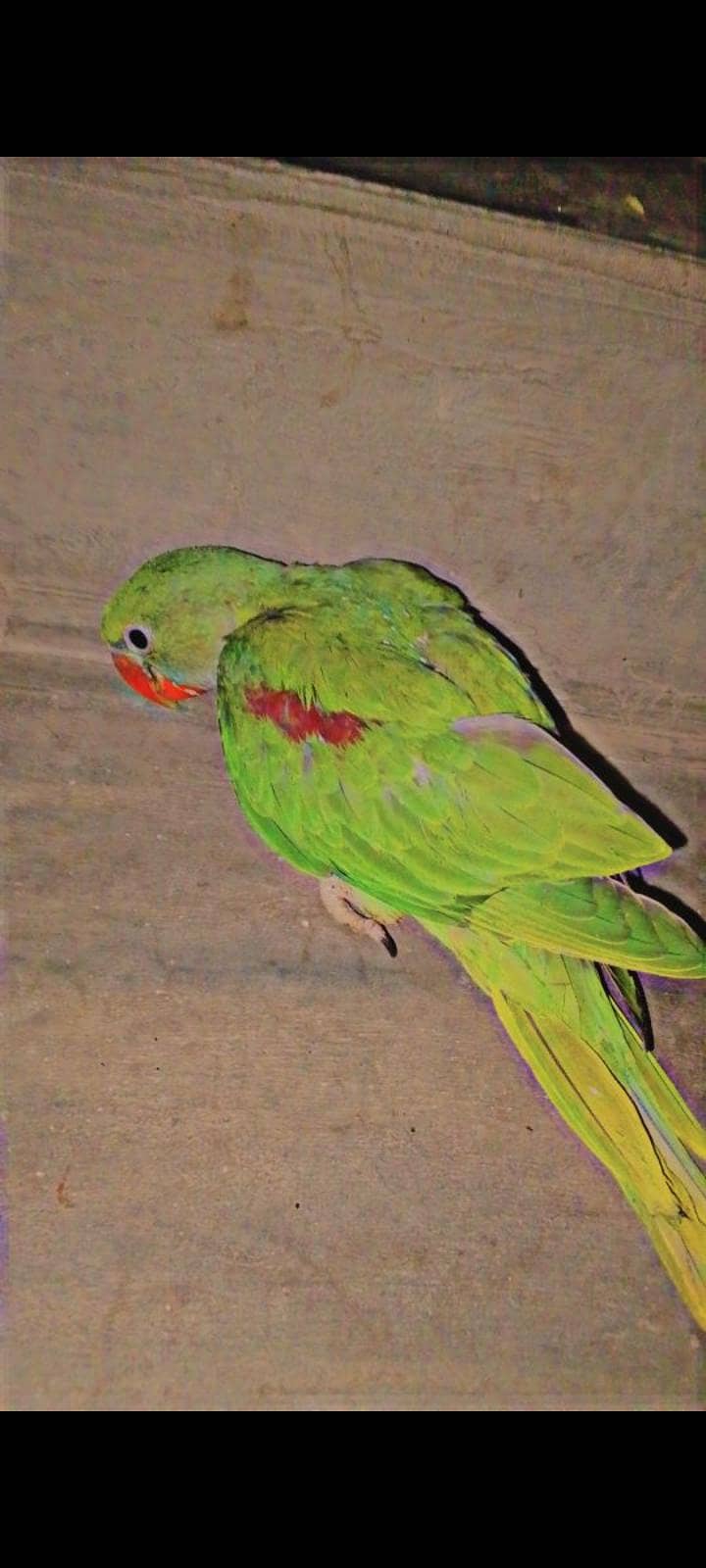 parrot 0