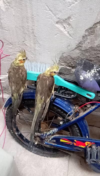 cockatiel