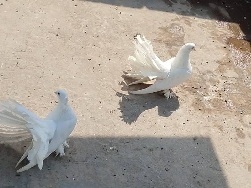 American pair 0