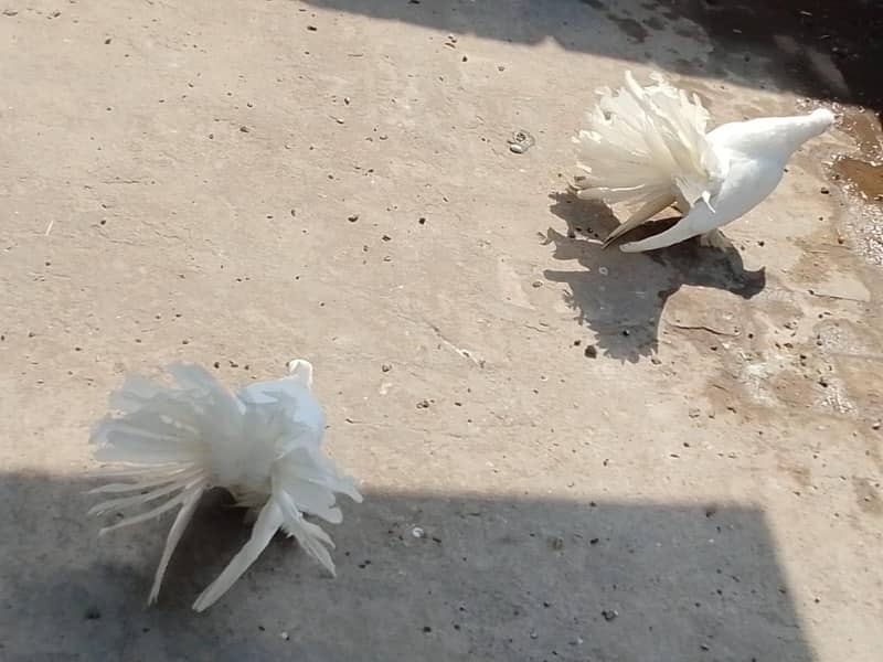 American pair 1