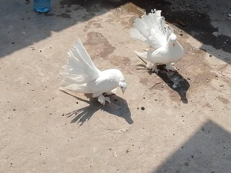 American pair 3
