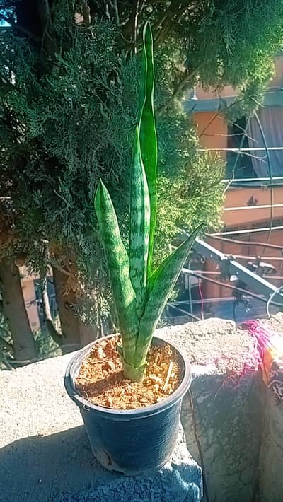 Snake Plant For Sale