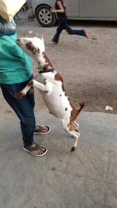 Taddy bakra