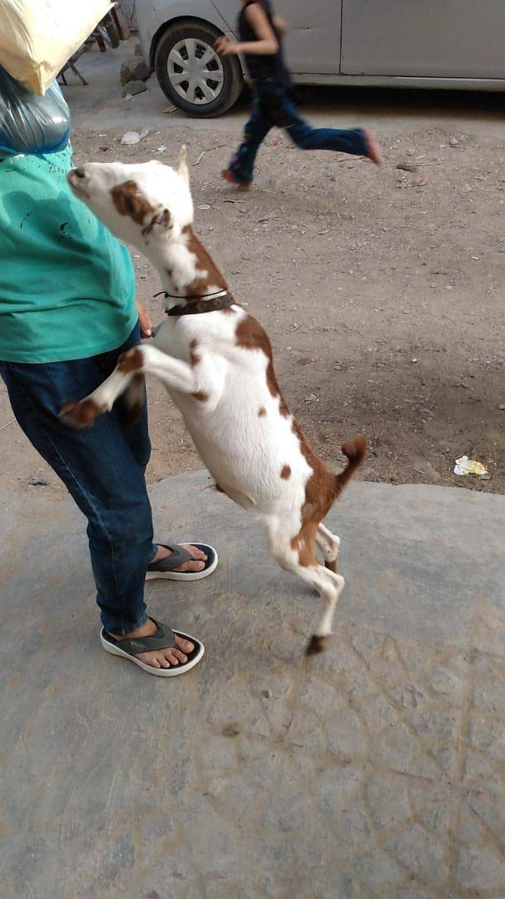 Taddy bakra 0