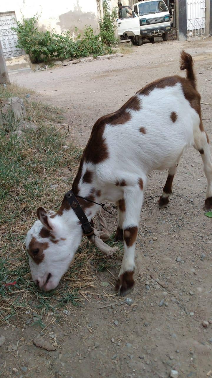 Taddy bakra 1