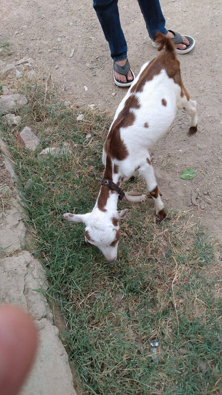 Taddy bakra 2