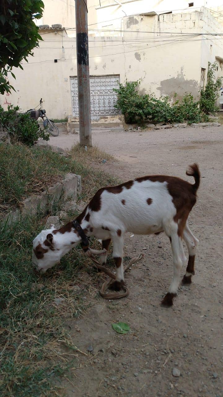 Taddy bakra 3