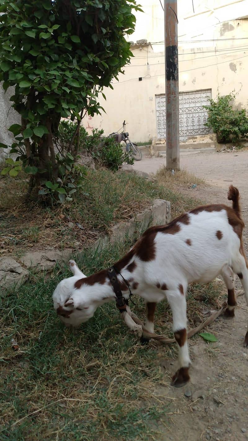 Taddy bakra 4