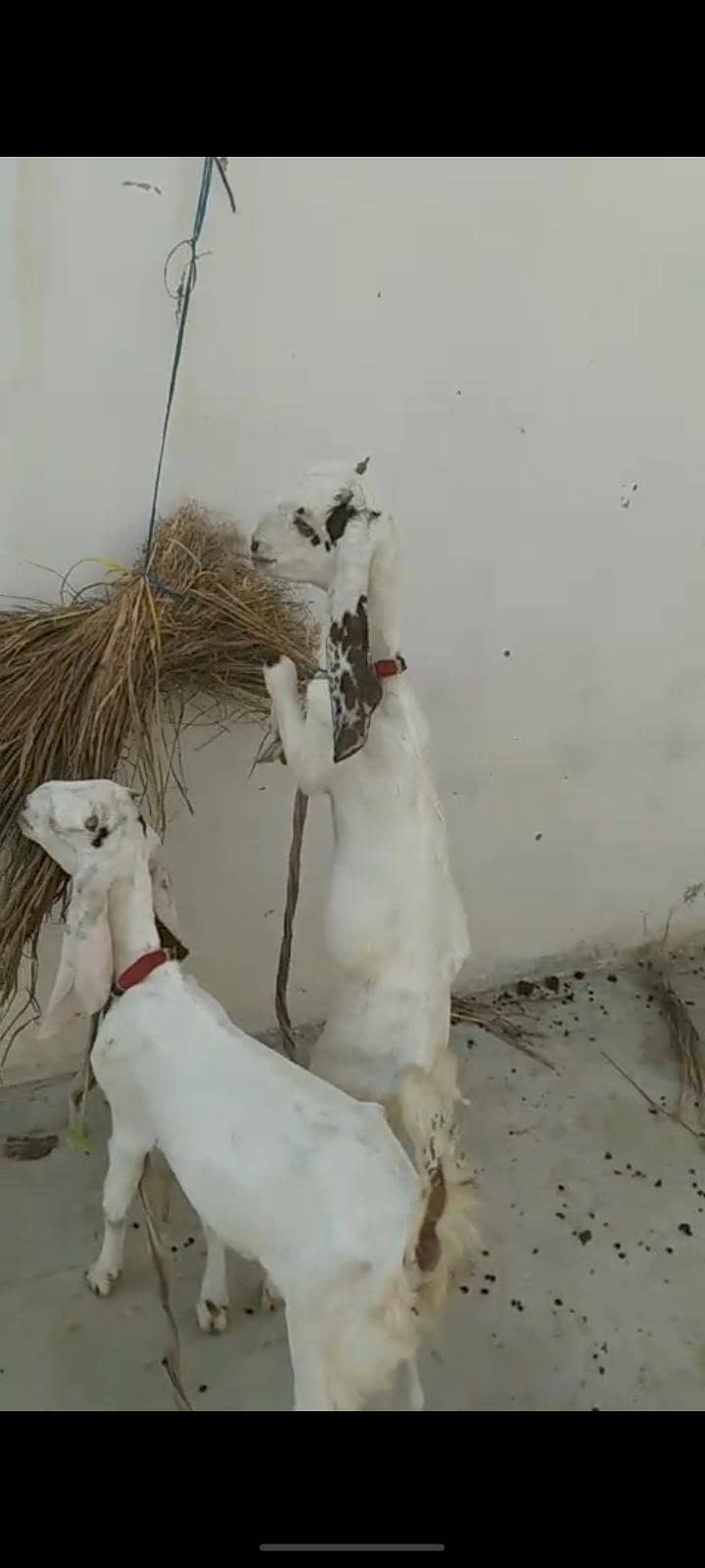 Taddy bakra 6
