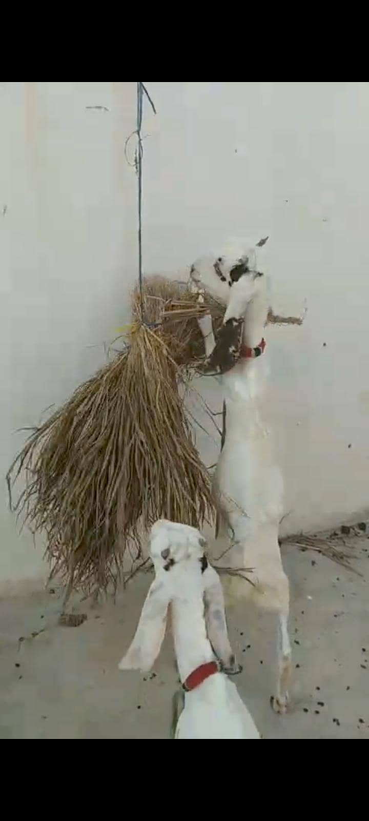 Taddy bakra 7