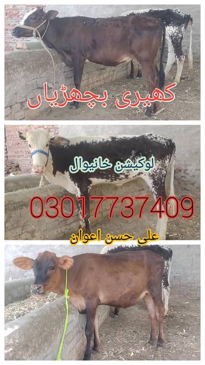 bachria 03017737409