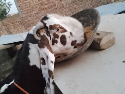 betal nagri cross breedr Bakra