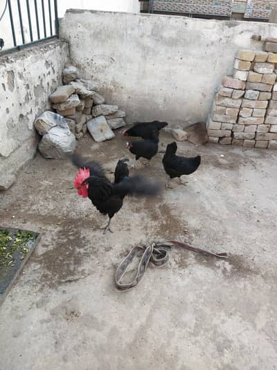 Australorp 3  female 1 male