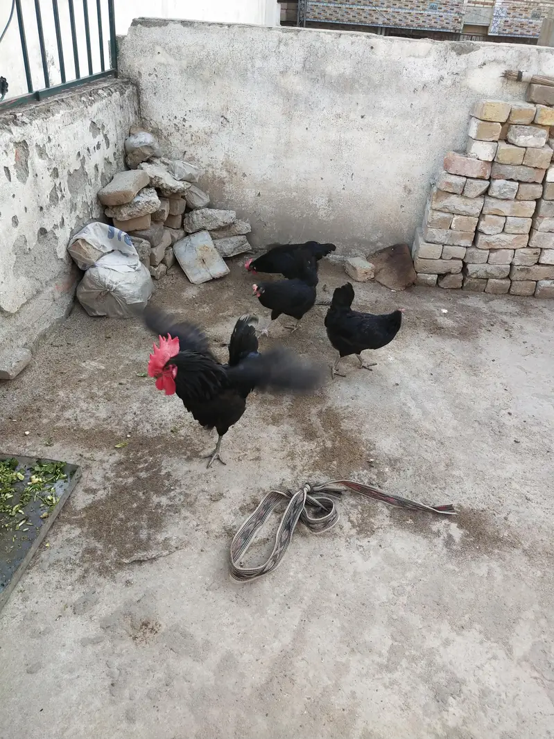 Australorp 3  female 1 male