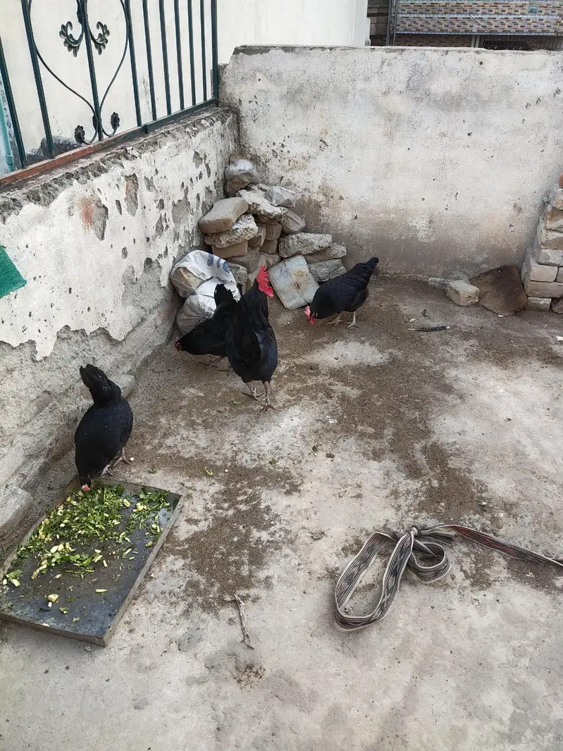 Australorp 3  female 1 male — photo 3