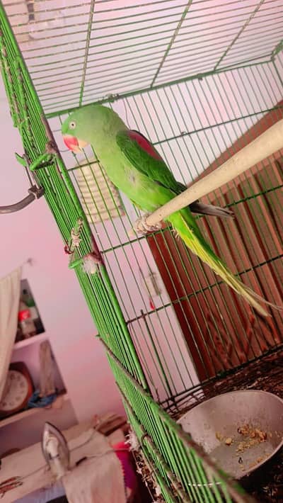 Kashmiri ra parrot
