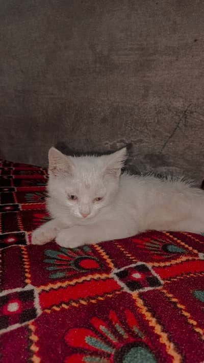 Persian cat  cute persian