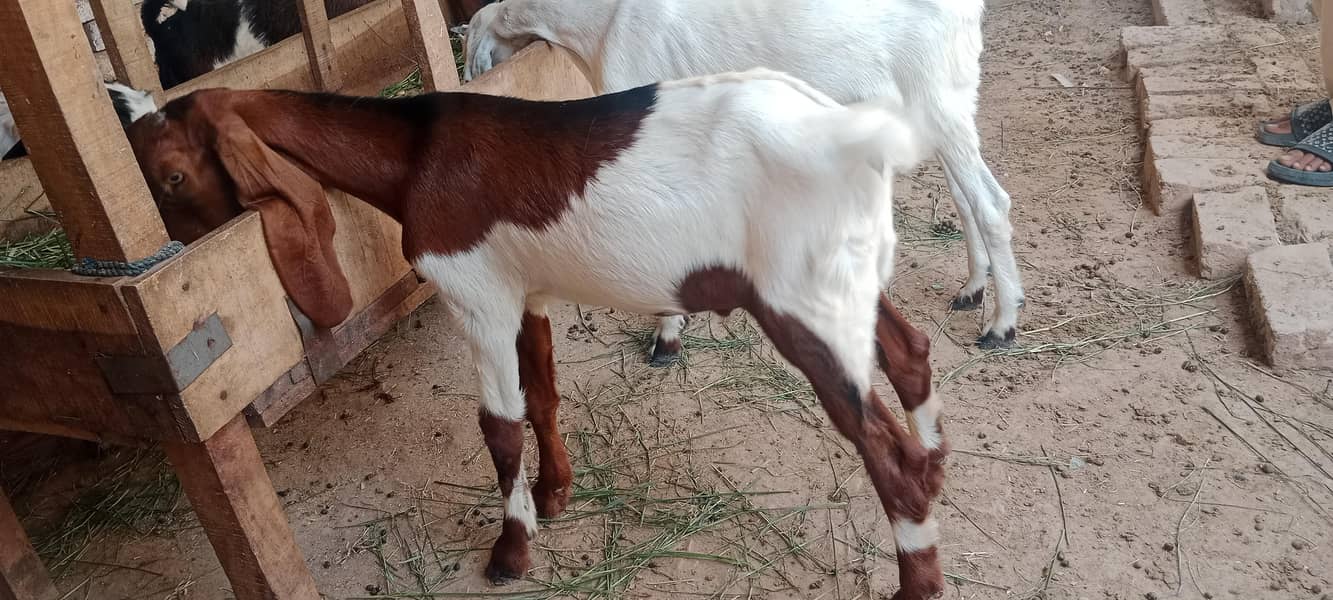 پالنے کیلئے نسلی بچے 0