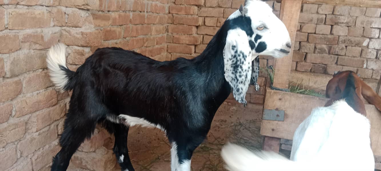 پالنے کیلئے نسلی بچے 1