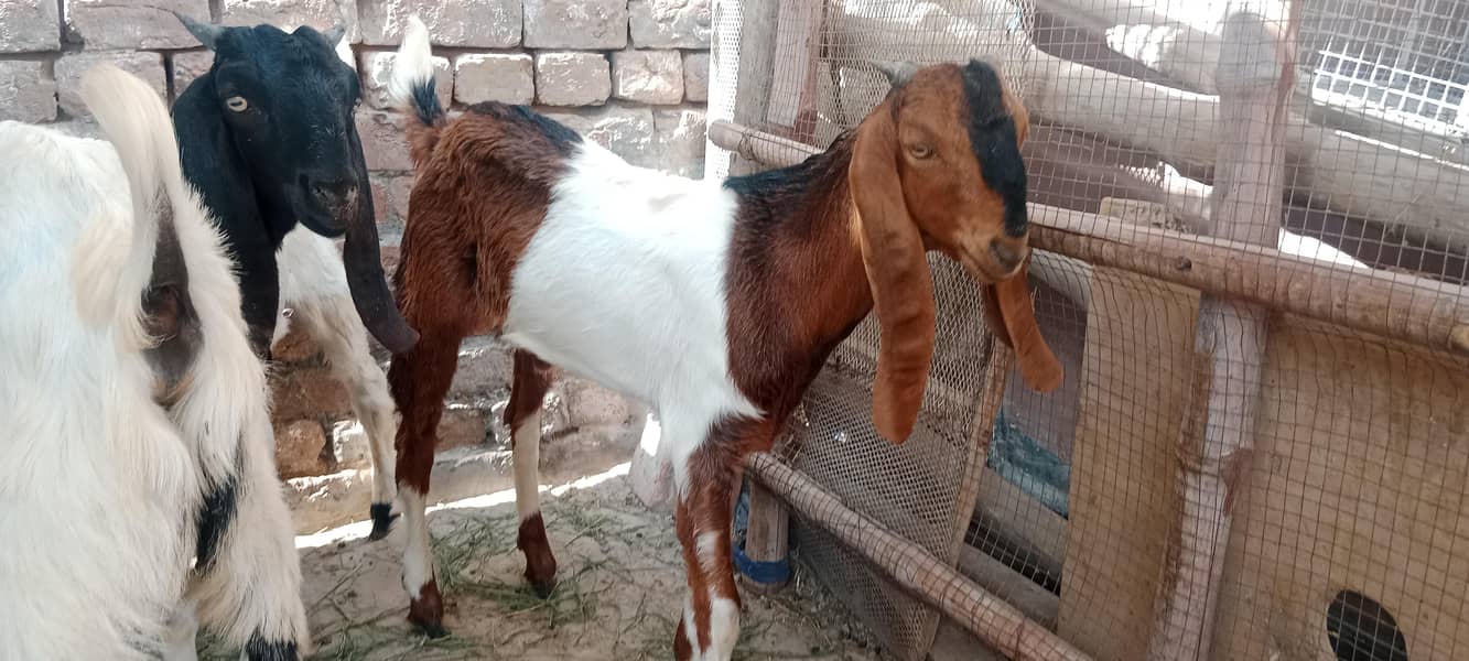 پالنے کیلئے نسلی بچے 2
