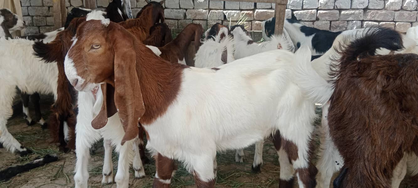 پالنے کیلئے نسلی بچے 3