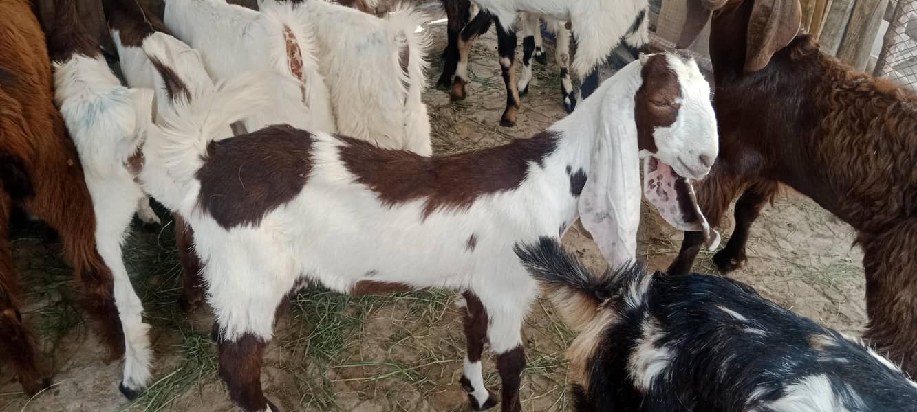 پالنے کیلئے نسلی بچے 4