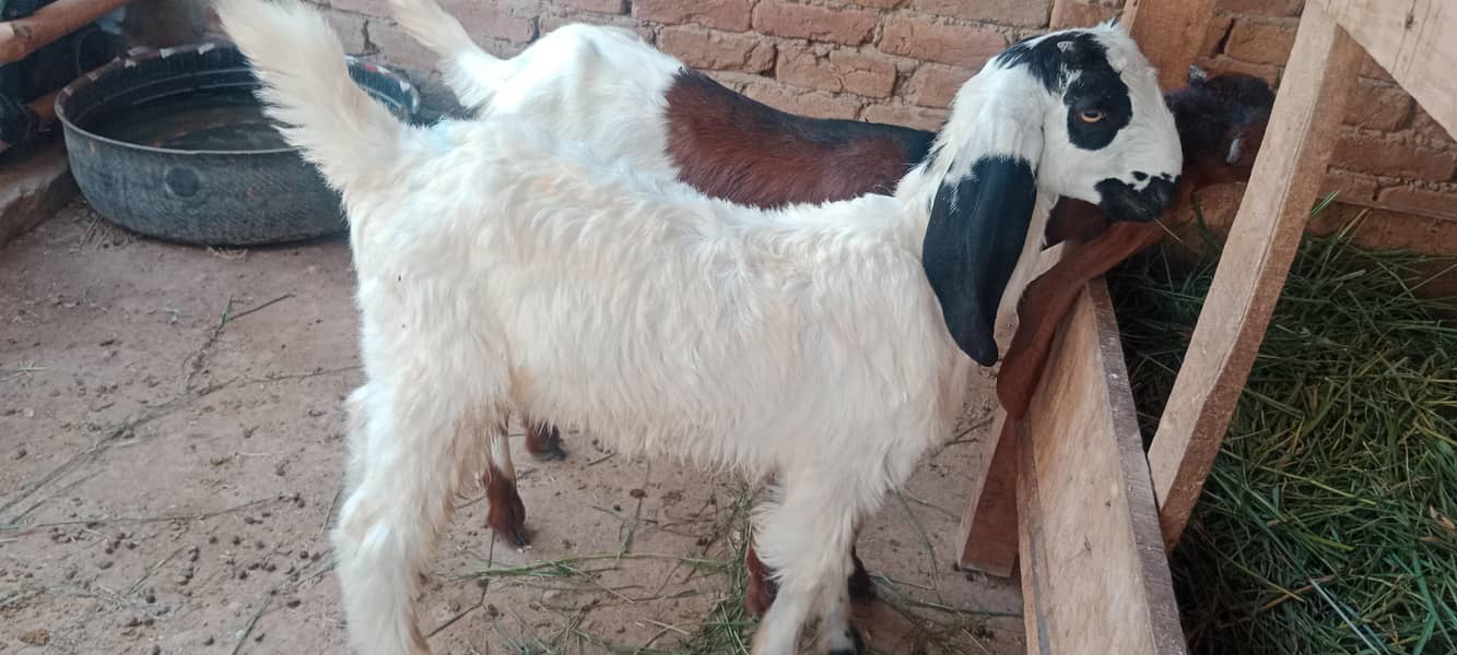 پالنے کیلئے نسلی بچے 5