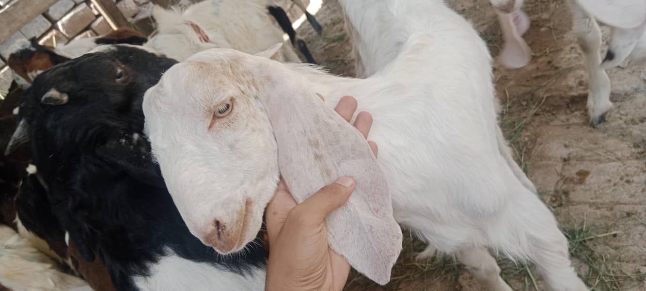 پالنے کیلئے نسلی بچے 6