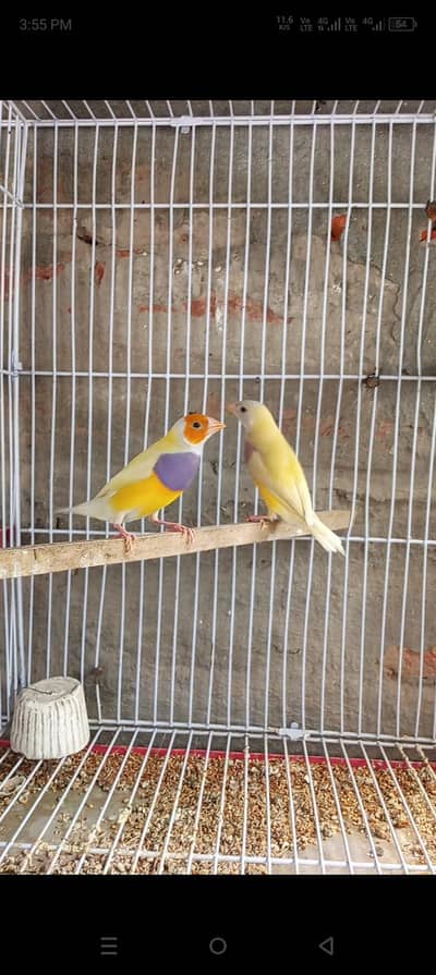 Latino goldian pair