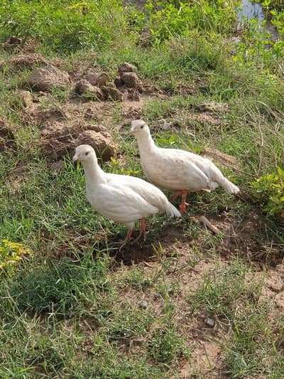 irani pepper white pair