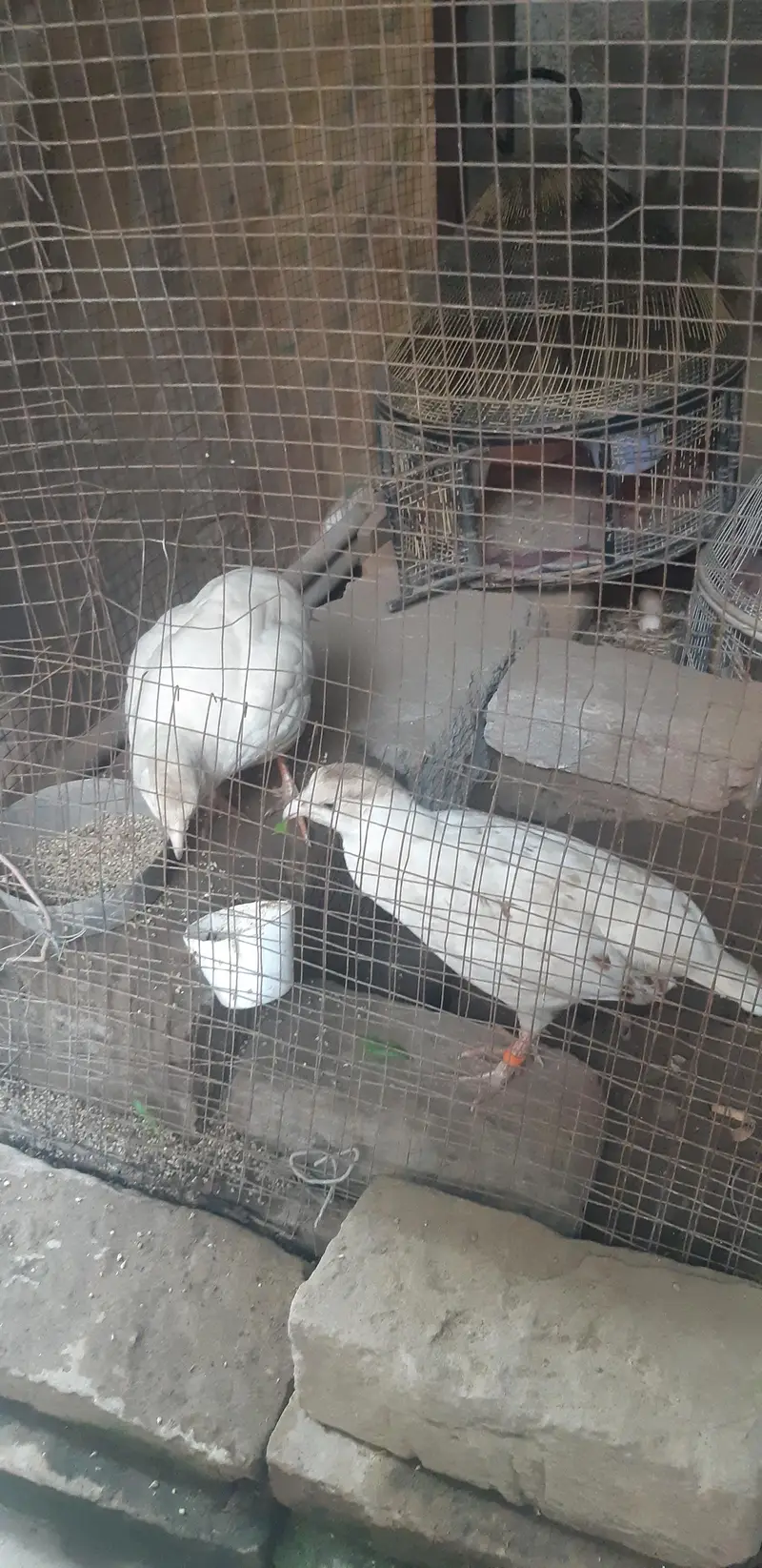 irani pepper white pair — photo 3