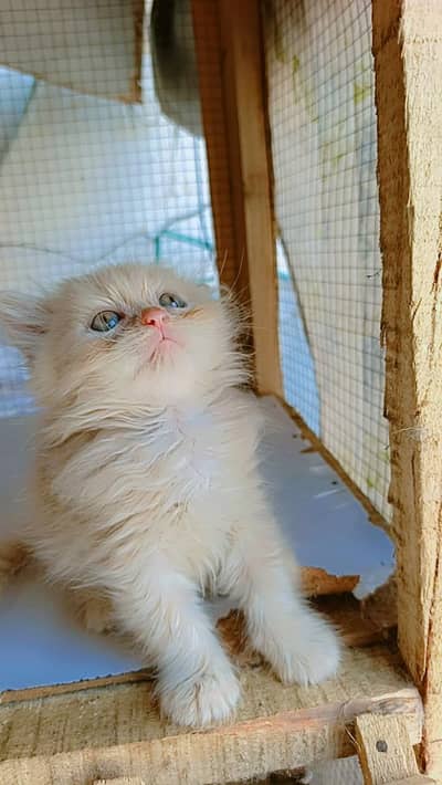 Persian tripall cout