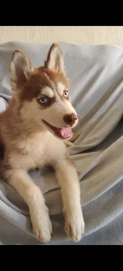 Brown female Siberian Husky