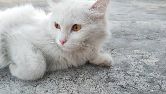 percian triple coated cat