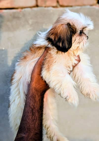 Shihtzu Puppy / Shihtzu Male / Female Puppy/ Shihtzu Available