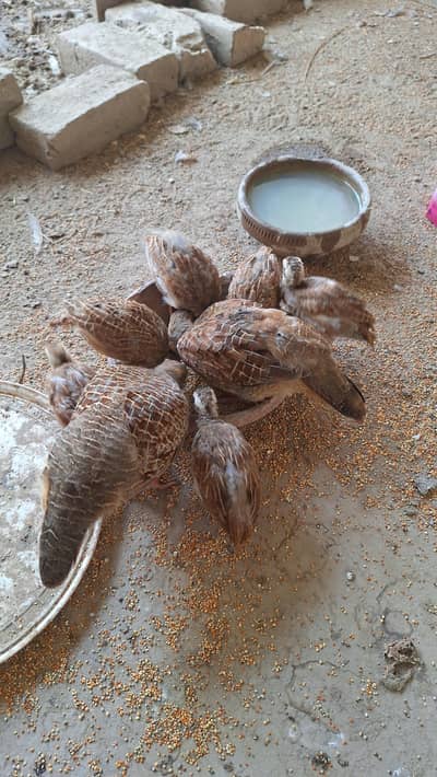 dakhni teetar chicks for sale