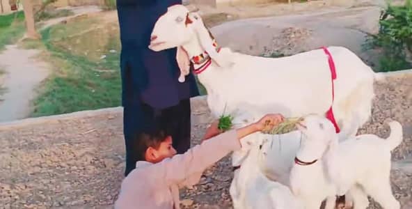 3 bacchon wali bakri sale call 03460423873