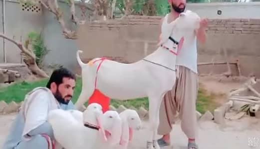 3 Bacchon Ka Sath Desi Bakri For Sale/ 03102729869