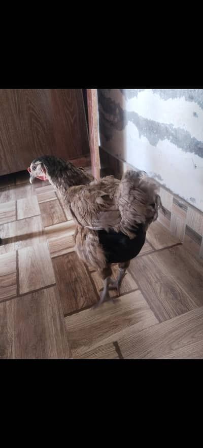 egg laying chicken for sale.