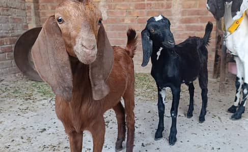 Female Goat Kids