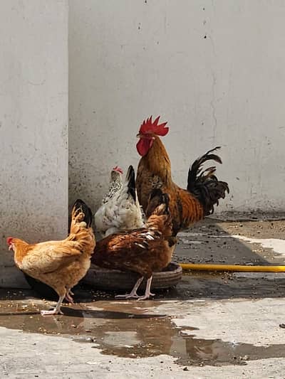 Golden Misri Hen 3 Murgiyan 1 Murga (Price 6000)