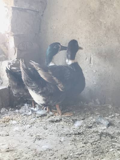 Ducks Pair For Sale