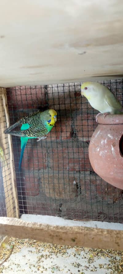Breedar Pairs Available